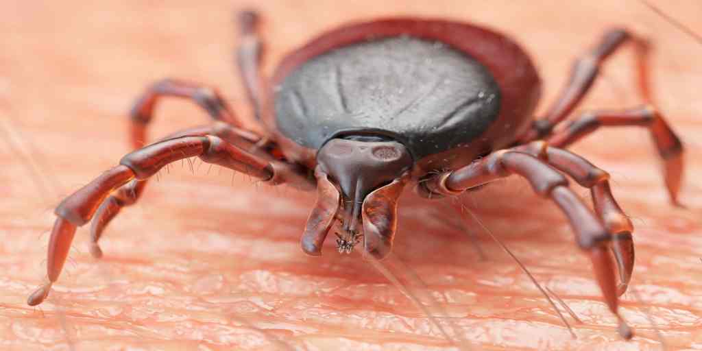 Tick Virus